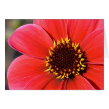 Red Dahlia Greeting Cards