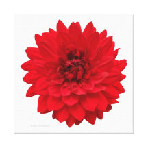 Red Dahlia Stretched Canvas Print