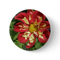 Red Dahlias