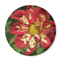 Red Dahlias