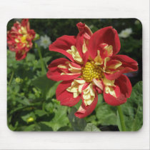 Red Dahlias