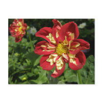 Red Dahlias