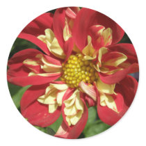 Red Dahlias