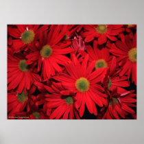 Red Daisy Flower