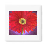 Red Daisy Gerber Flower Painting Art - Multi Fridge Magnets