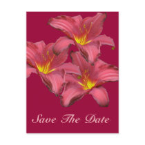 Red Daylily Coordinating Items Postcards