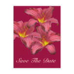 Red Daylily Coordinating Items postcards