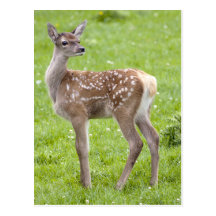 Red Deer Fawn Postcard
