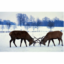 Red deer stags locking horns, Nottingham, England Acrylic Cut Outs