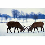Red deer stags locking horns, Nottingham, England photo sculptures
