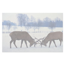 Red deer stags locking horns, Nottingham, England Stationery