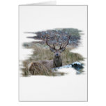 Red deer staring down. greeting cards