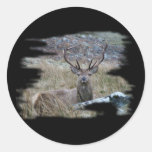 Red deer staring down. round stickers