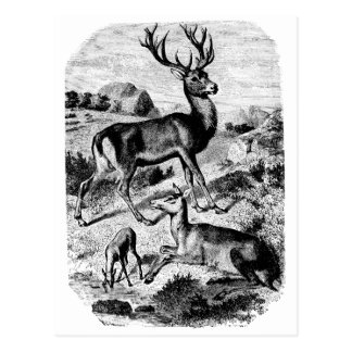 Red Deer Postcards