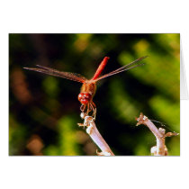 Red Dragon Cards