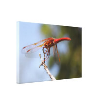 Red Dragonfly Gallery Wrapped Canvas
