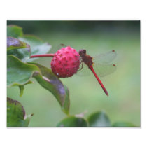 Red Dragonfly On Dogwood Fruit 10x8 Nature Print