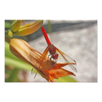 Red Dragonfly on Tiger Lily Photograph
