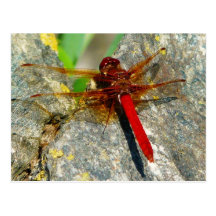 Red DragonFly or DamselFly Insect Photo Postcard