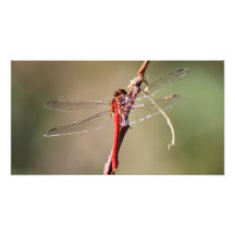 Red Dragonfly Photographic Print