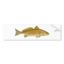 Red Drum Bumper Stickers