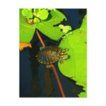 Red Eared Slider Postcard