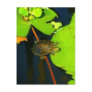 Red Eared Slider Postcard