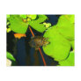 Red Eared Slider Postcards