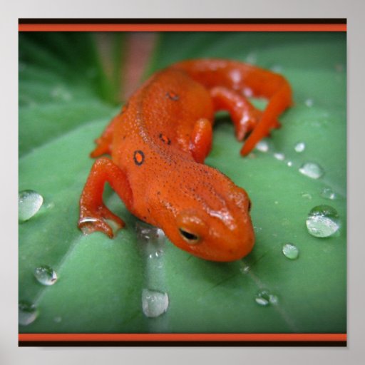Red Eft Poster
