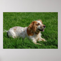 Red English Cocker Spaniel Posters