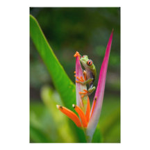 Red-eye tree frog, Costa Rica 2 Photo Art