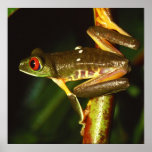 Red-eyed Female Treefrog Agalychnis callidryas Poster