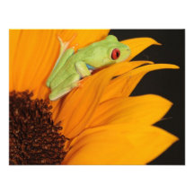 red eyed tree frog announcements