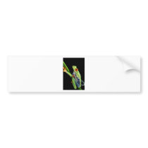 red eyed tree frog