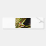 red eyed tree frog bumper sticker