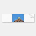 red eyed tree frog bumper stickers