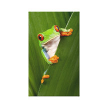red eyed tree frog canvas print  