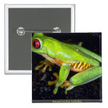 Red-eyed tree frog, Costa Rica Button