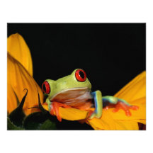red eyed tree frog custom announcements