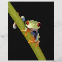 red eyed tree frog flyer