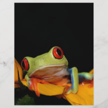 red eyed tree frog full color flyer