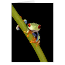 red eyed tree frog greeting cards
