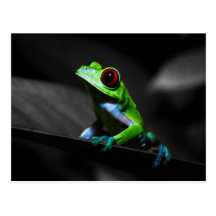Red Eyed Tree Frog III Postcards
