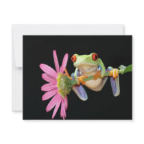 red eyed tree frog