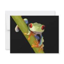 red eyed tree frog