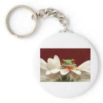 red eyed tree frog