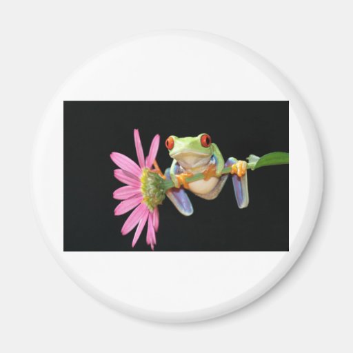 red eyed tree frog magnets
