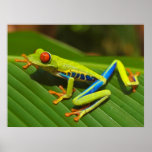 Red eyed Tree Frog near Playa Jaco in Costa Rica Print