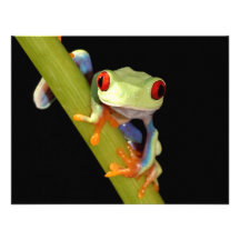 red eyed tree frog personalized announcement