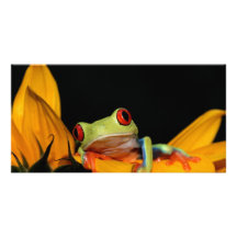 red eyed tree frog photo card